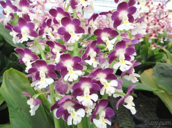 エビネ 蘭裕園 Ranyuen