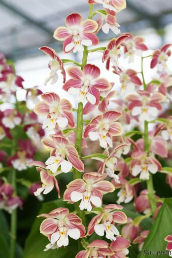 エビネ 蘭裕園 Ranyuen