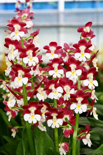 エビネ 蘭裕園 Ranyuen