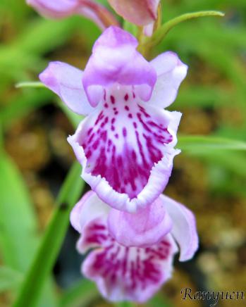 アワチドリ・夢ちどり 蘭裕園 Ranyuen