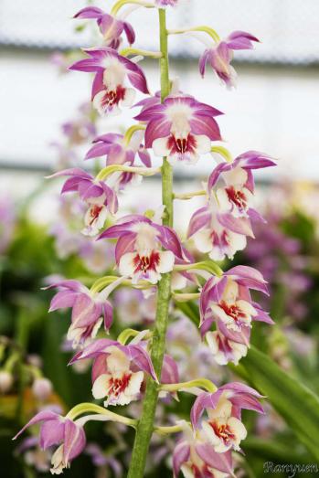 エビネ 蘭裕園 Ranyuen