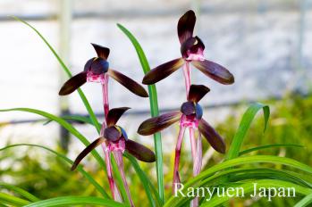 春蘭 蘭裕園 Ranyuen