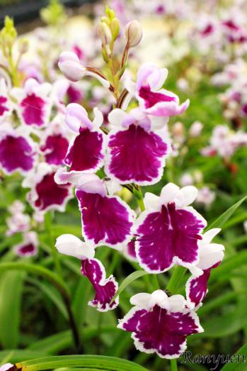 アワチドリ・夢ちどり 蘭裕園 Ranyuen