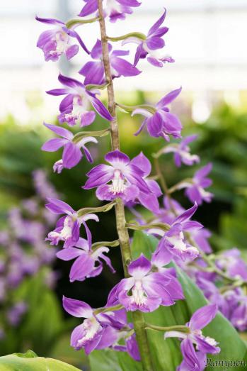 エビネ 蘭裕園 Ranyuen