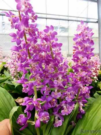 エビネ 蘭裕園 Ranyuen
