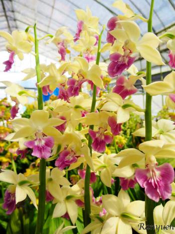 エビネ 蘭裕園 Ranyuen