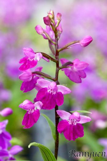 アワチドリ・夢ちどり 蘭裕園 Ranyuen