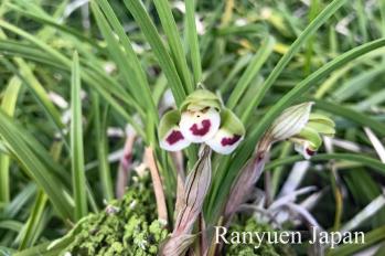 春蘭 蘭裕園 Ranyuen