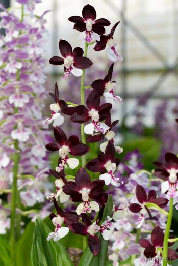 エビネ 蘭裕園 Ranyuen