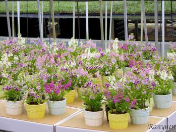 蘭裕園スタイル 蘭裕園 Ranyuen