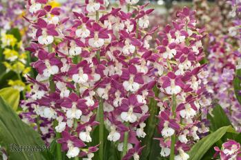 エビネ 蘭裕園 Ranyuen