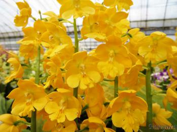 エビネ 蘭裕園 Ranyuen