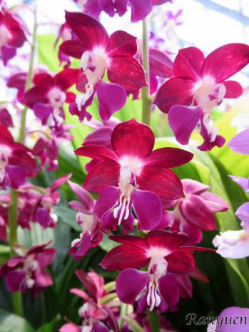 エビネ 蘭裕園 Ranyuen