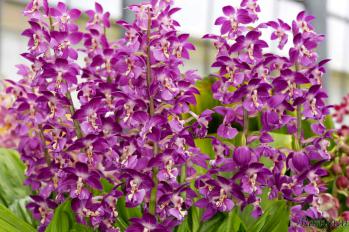 エビネ 蘭裕園 Ranyuen