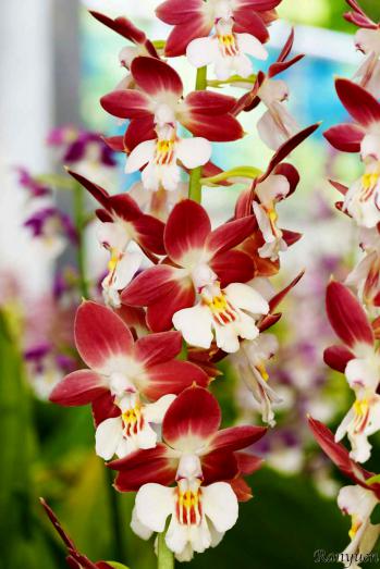 エビネ 蘭裕園 Ranyuen