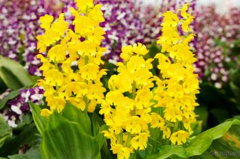 エビネ 蘭裕園 Ranyuen