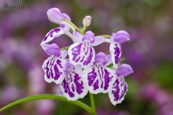 アワチドリ・夢ちどり 蘭裕園 Ranyuen