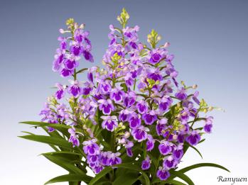 アワチドリ・夢ちどり 蘭裕園 Ranyuen