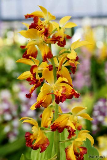 エビネ 蘭裕園 Ranyuen