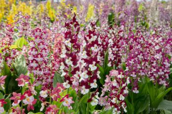 エビネ 蘭裕園 Ranyuen