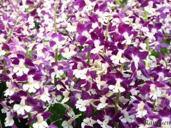 エビネ 蘭裕園 Ranyuen