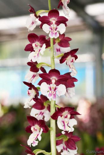 エビネ 蘭裕園 Ranyuen