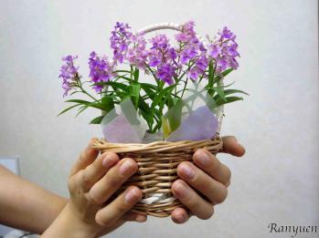 蘭裕園スタイル 蘭裕園 Ranyuen