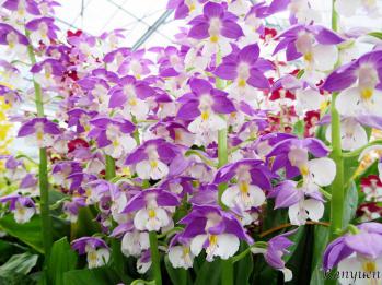 エビネ 蘭裕園 Ranyuen