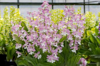 エビネ 蘭裕園 Ranyuen