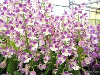 エビネ 蘭裕園 Ranyuen