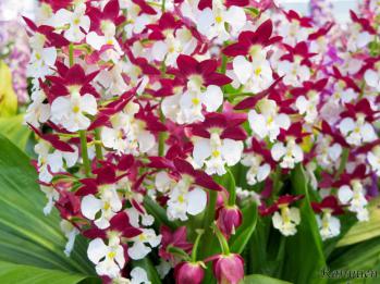 エビネ 蘭裕園 Ranyuen