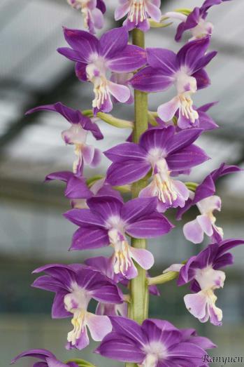 エビネ 蘭裕園 Ranyuen