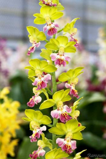 エビネ 蘭裕園 Ranyuen