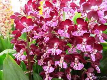 Calanthe Ranyuen