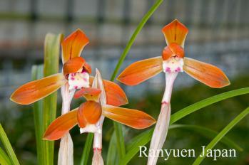 春蘭 蘭裕園 Ranyuen