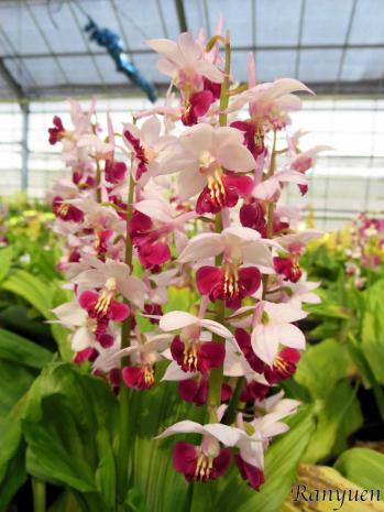 エビネ 蘭裕園 Ranyuen