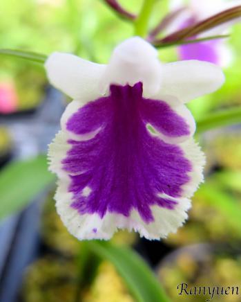 アワチドリ・夢ちどり 蘭裕園 Ranyuen