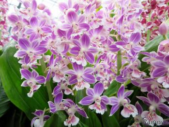 エビネ 蘭裕園 Ranyuen