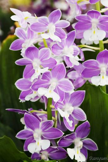 エビネ 蘭裕園 Ranyuen