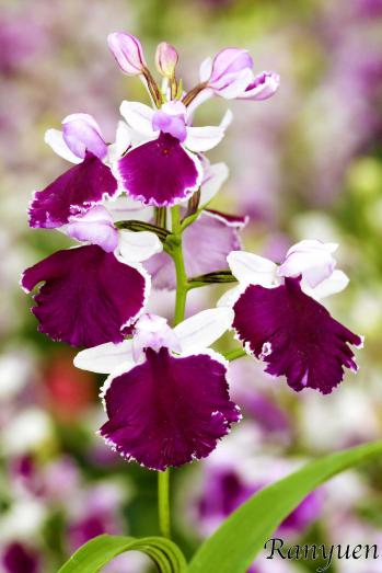 アワチドリ・夢ちどり 蘭裕園 Ranyuen