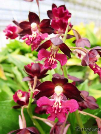 エビネ 蘭裕園 Ranyuen