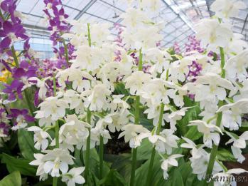 エビネ 蘭裕園 Ranyuen