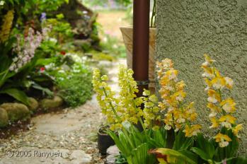 蘭裕園スタイル 蘭裕園 Ranyuen