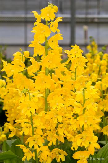 エビネ 蘭裕園 Ranyuen