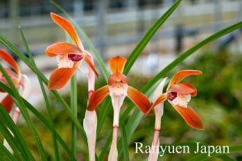 春蘭 蘭裕園 Ranyuen