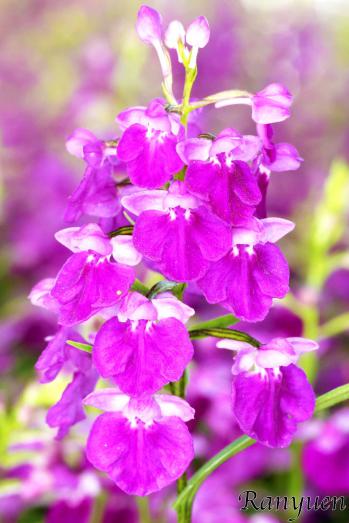 アワチドリ・夢ちどり 蘭裕園 Ranyuen