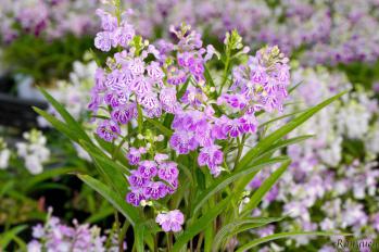 アワチドリ・夢ちどり 蘭裕園 Ranyuen