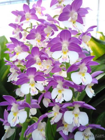 エビネ 蘭裕園 Ranyuen