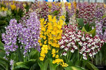 エビネ 蘭裕園 Ranyuen