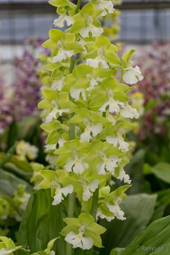 エビネ 蘭裕園 Ranyuen